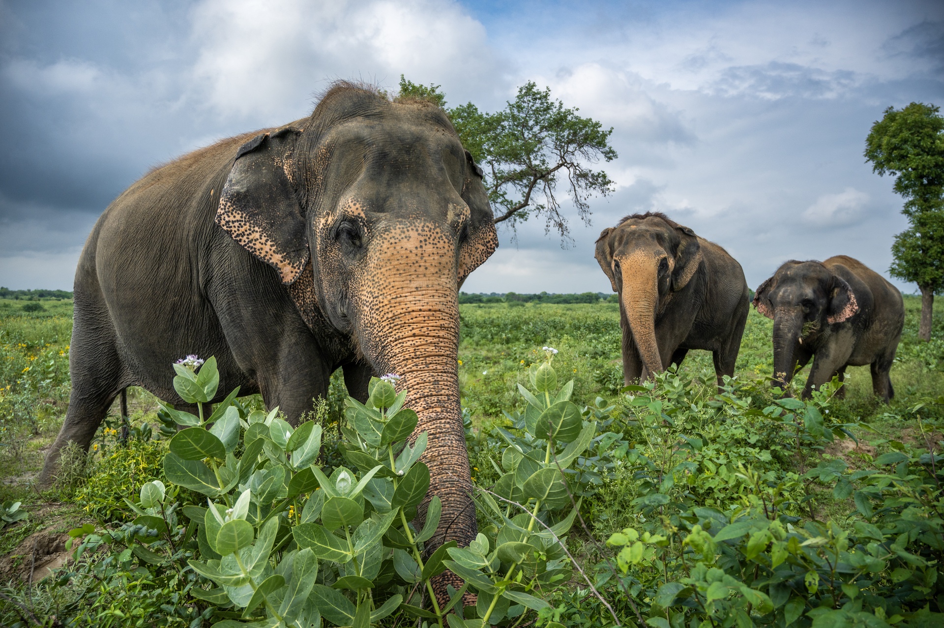Educational tour at Elephant Conservation and Care Centre